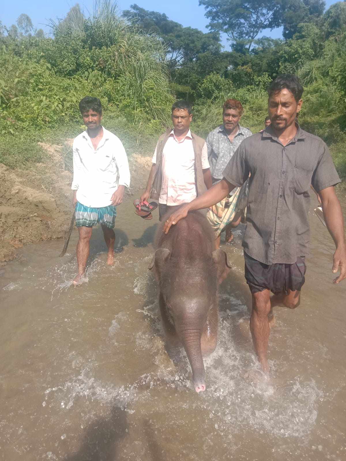 হাতির শাবক